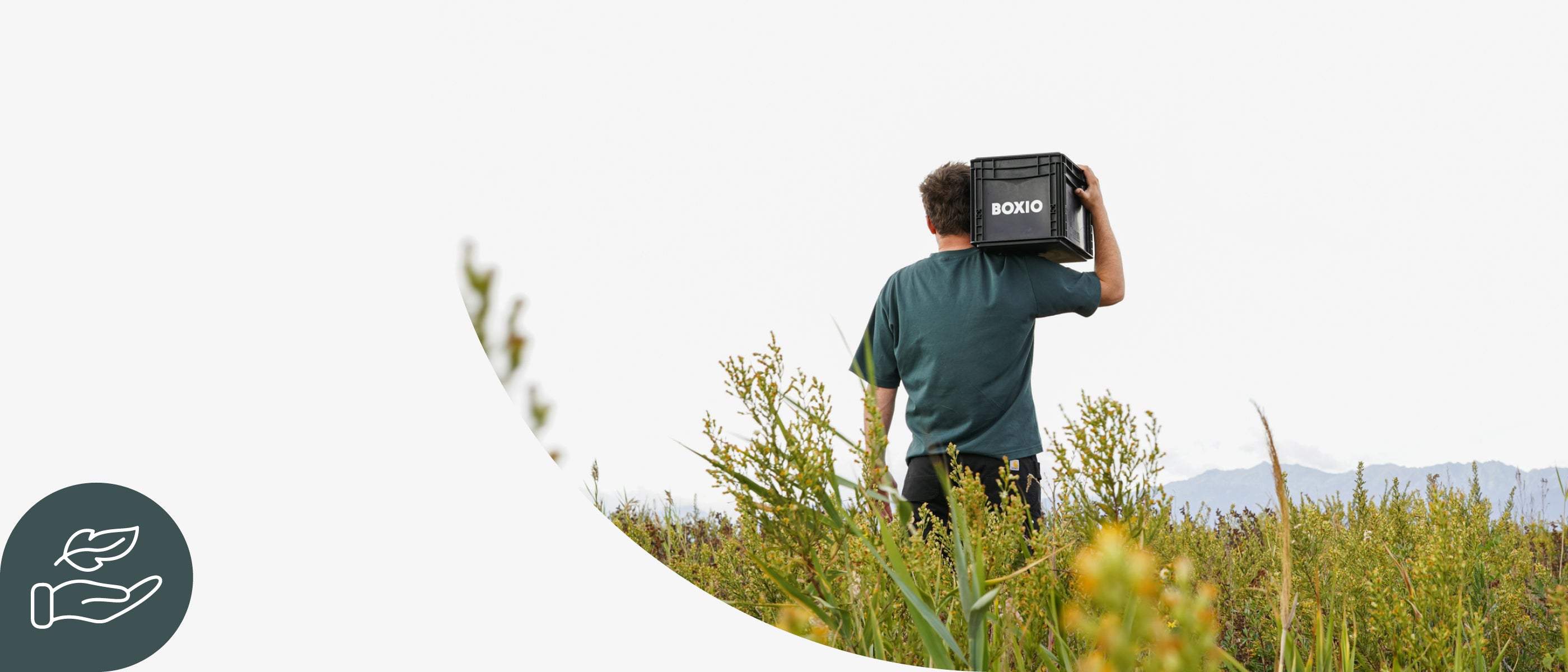 Boxio in der Natur